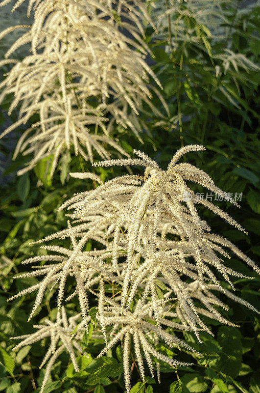 背光山羊胡子(Aruncus dioicus)花